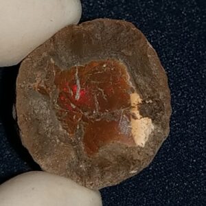 33.75 Carat Ethiopian Chocolate Shewa Rough Opal #5220806027