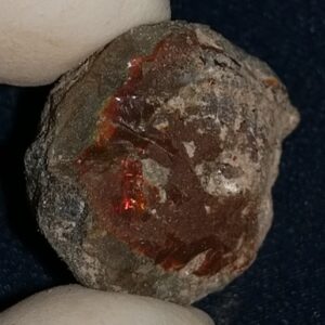 31.8 Carat Ethiopian Chocolate Shewa Rough Opal #5230810017